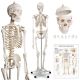 Kostra ľudskej anatómie 181,5 cm