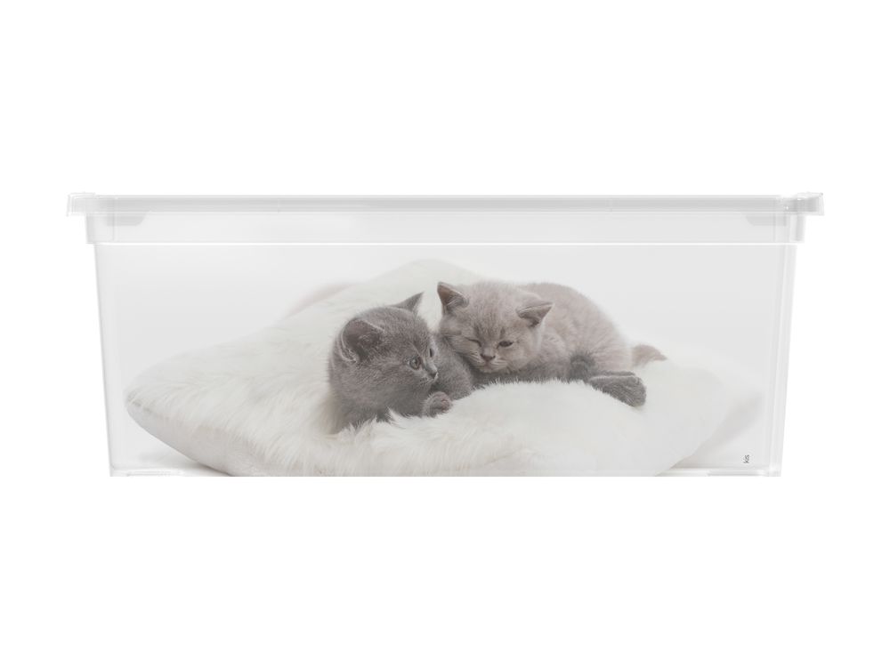 Obrázok KIS C-Box Puppy & Kitten S 11 l (84080002053)